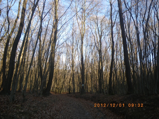 20121202 初冬森林樣貌