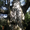 司馬庫斯的大樹