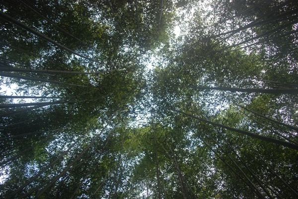 森林山林2