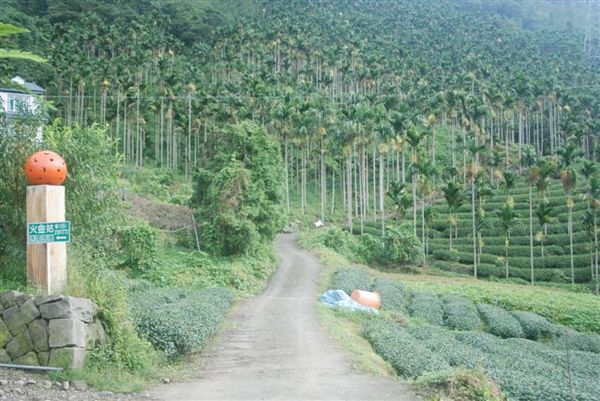 阿里山區小路