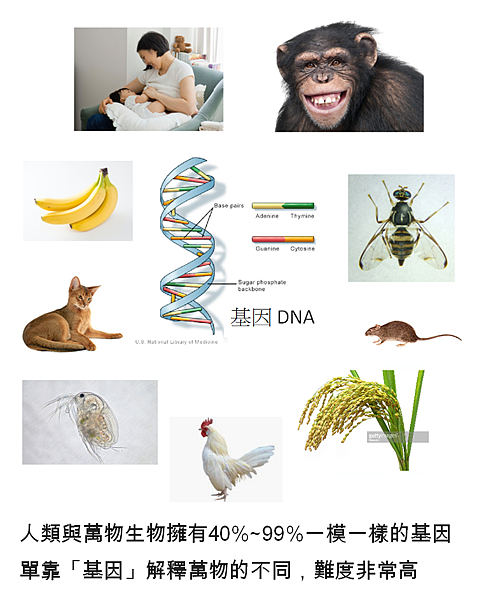 ヒトと生物のDNAは似ている5.png