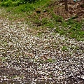 花瓣撒落一地好似踏步雪中