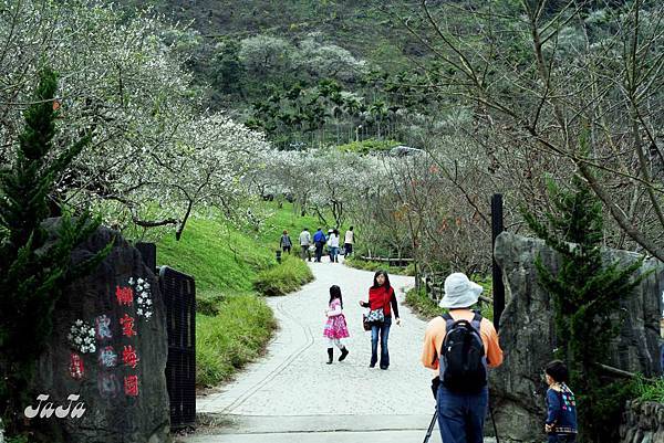 牛稠坑柳家梅園