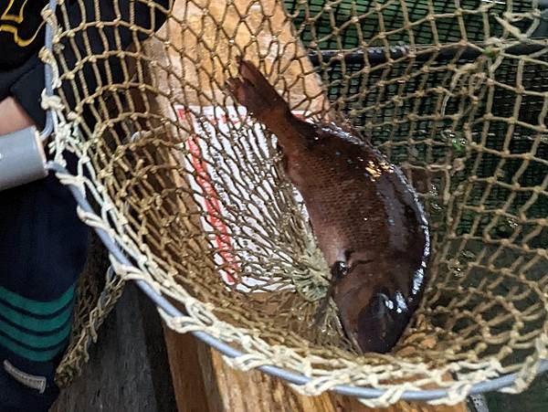 [食記] 東京新宿 釣船茶屋ざうお.釣魚體驗居酒屋.釣船茶屋