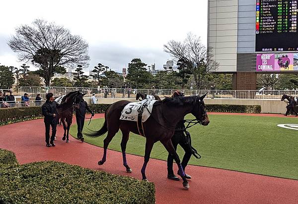 [遊記] 福岡北九州市小倉競馬場 日本賽馬賭馬初體驗！小倉賽