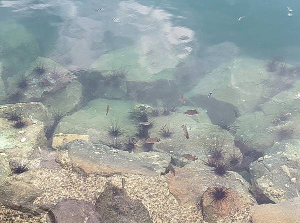 [遊記] 2024沙巴亞庇家族親子旅遊Day 2紀錄心得,麥