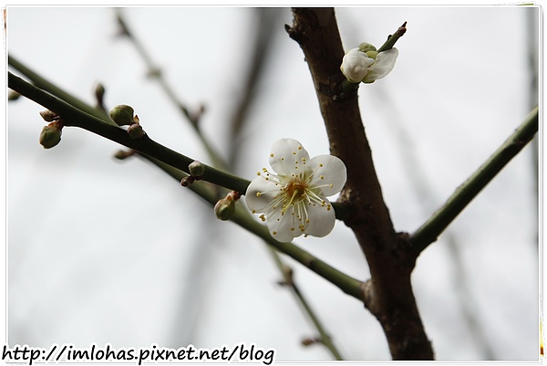 2011-01-09 信義鄉烏松崙賞梅花、梅子夢工場園區001.JPG