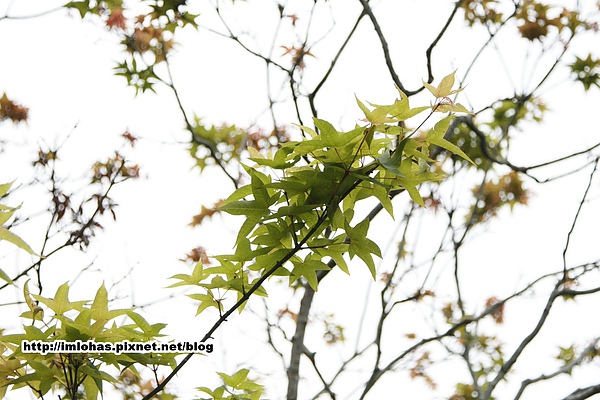 關子嶺紅葉公園05.JPG