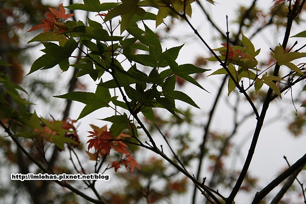 關子嶺紅葉公園08.JPG