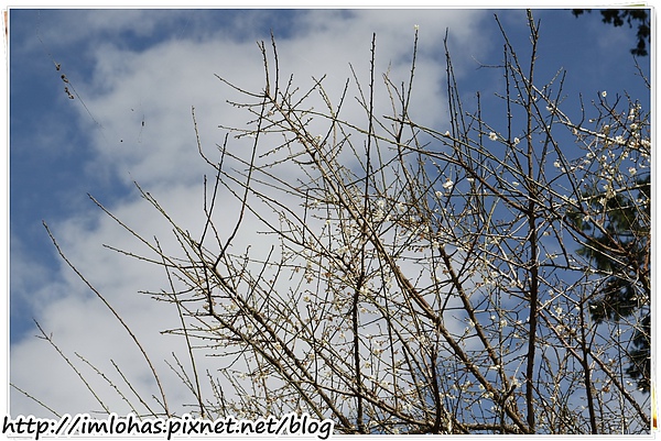 2011-01-09 信義鄉烏松崙賞梅花、梅子夢工場園區050.JPG