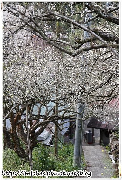 2011-01-09 信義鄉烏松崙賞梅花、梅子夢工場園區089.JPG