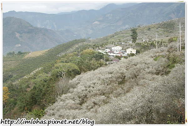 2011-01-09 信義鄉烏松崙賞梅花、梅子夢工場園區074.JPG