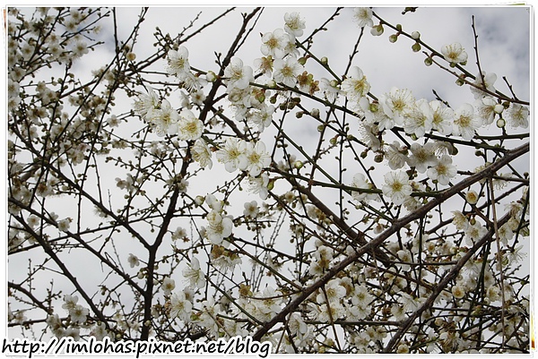 2011-01-09 信義鄉烏松崙賞梅花、梅子夢工場園區012.JPG