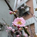 2011-02-18八重櫻第一次開花08.JPG