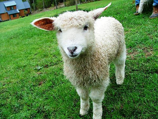sheep-cute-pictures-capture-site_449968.jpg