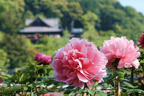 奈良 從奈良出發 近鐵電車散歩 上 長谷寺 Megumi的日本旅人塾 痞客邦