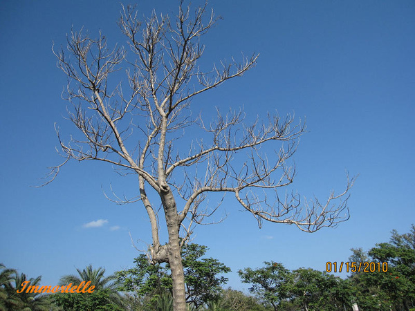 台東森林公園