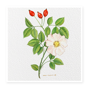 rosehip-oil