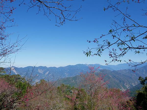 高雄市桃源區│寶山二集團櫻花公園★第一次騎車上藤枝賞櫻記