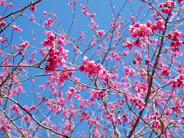 高雄市桃源區│寶山二集團櫻花公園★第一次騎車上藤枝賞櫻記