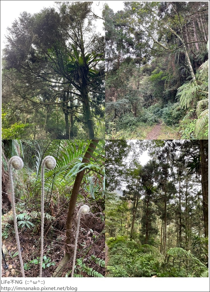 305大刀山_220307_48-tile.jpg 305大刀山_220307_48-tile.jpg