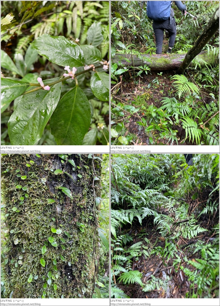 抹茶山_221107_41-tile.jpg 抹茶山_221107_41-tile.jpg