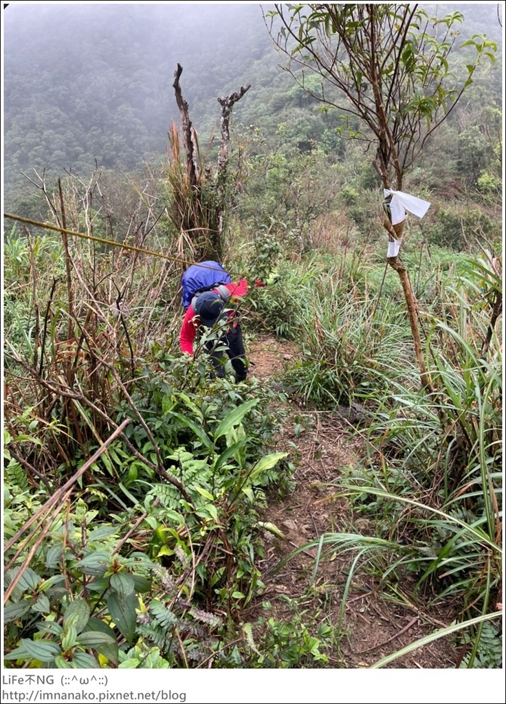 抹茶山_221107_48.jpg 抹茶山_221107_48.jpg