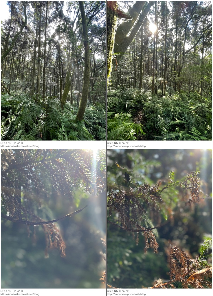 獅熊_221122_51-tile.jpg 獅熊_221122_51-tile.jpg