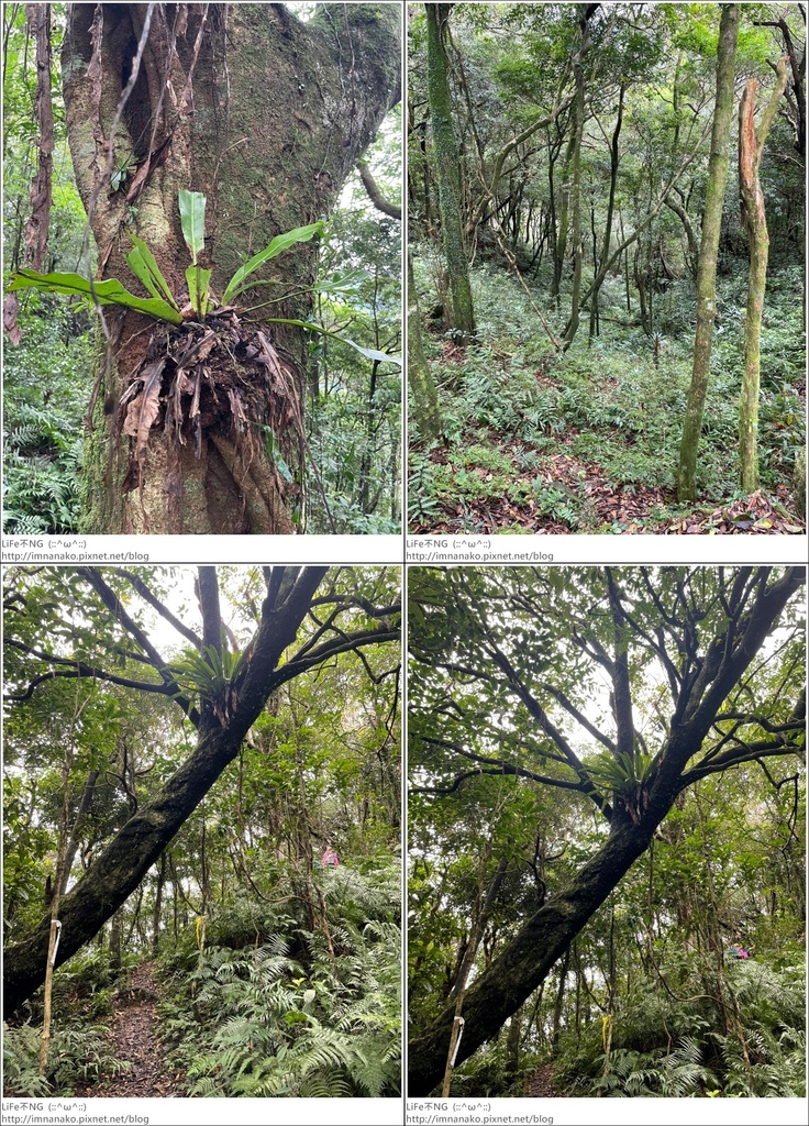 獅熊_221122_68-tile.jpg 獅熊_221122_68-tile.jpg