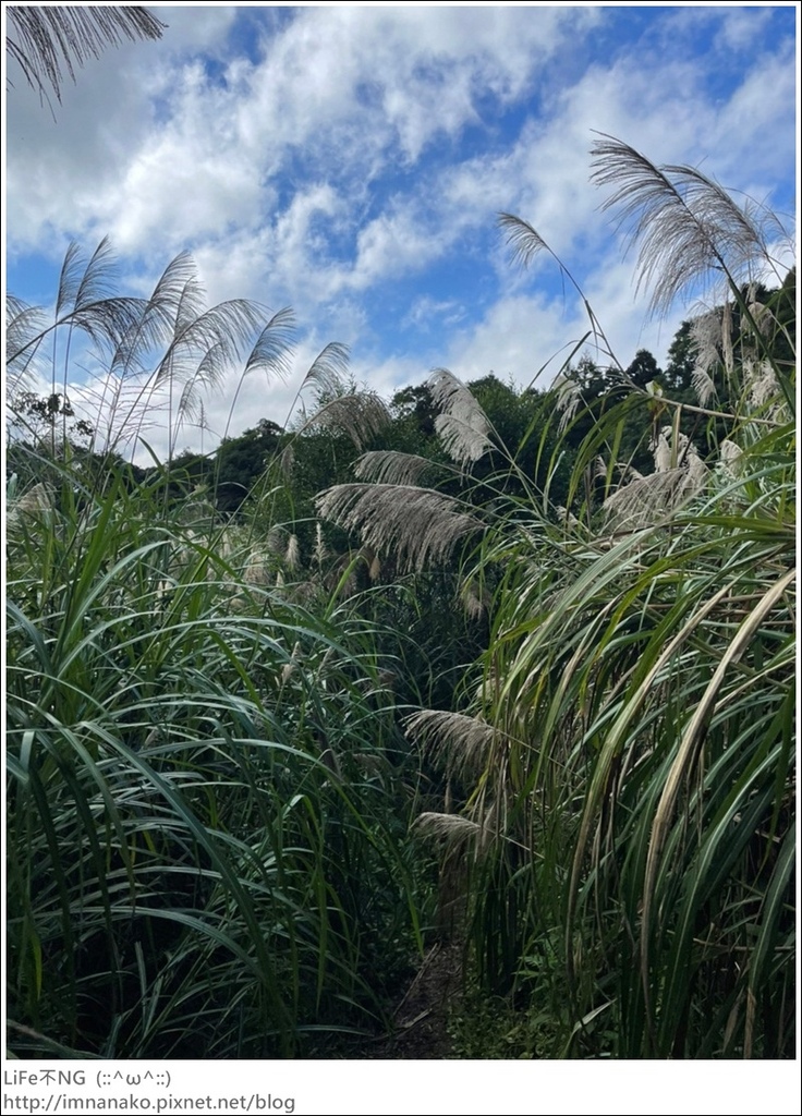 獅熊_221122_96.jpg 獅熊_221122_96.jpg