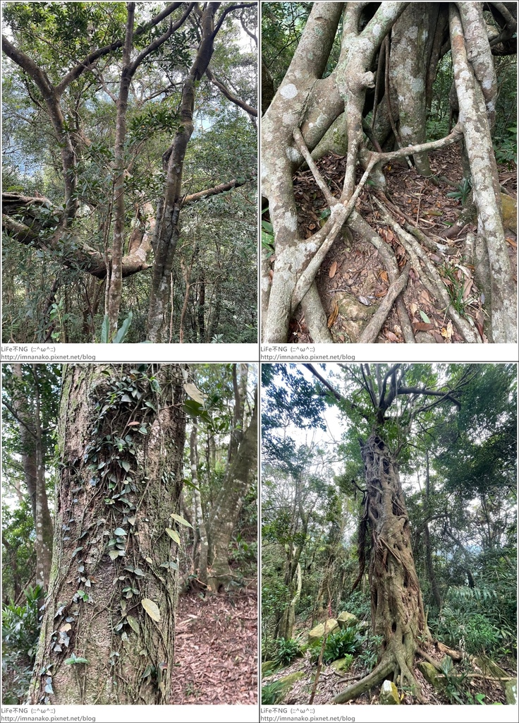 獅熊_221122_135-tile.jpg 獅熊_221122_135-tile.jpg