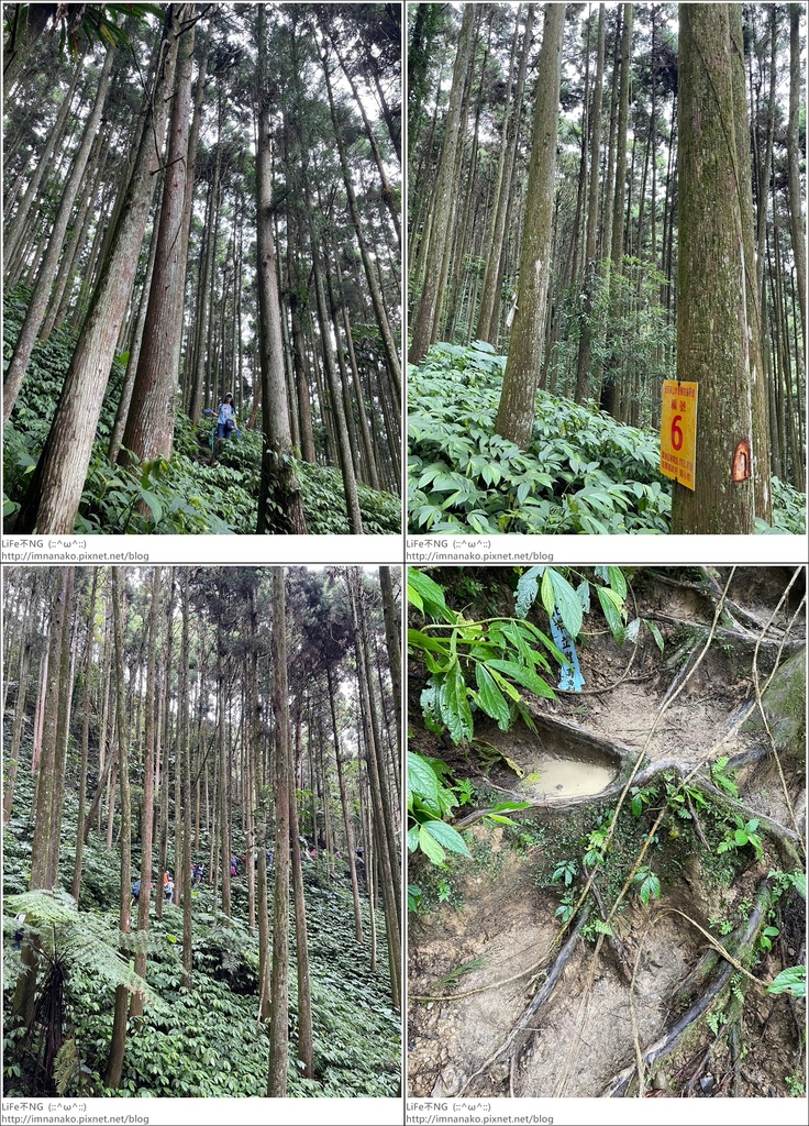 向天湖山_230612_91-tile.jpg 向天湖山_230612_91-tile.jpg