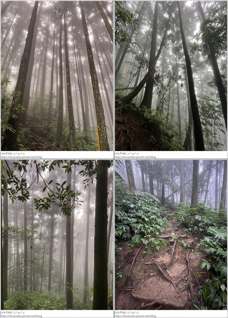 向天湖山_230612_126-tile.jpg 向天湖山_230612_126-tile.jpg