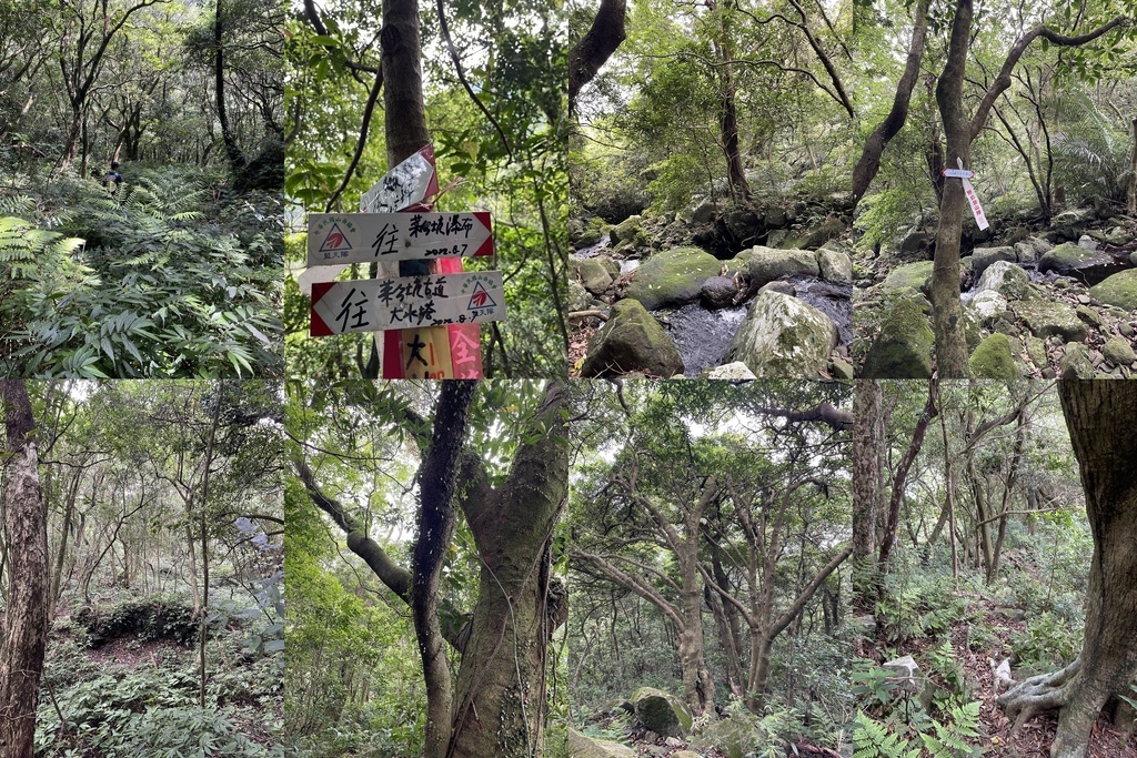 新北三芝｜搭公車去爬山｜小觀音山西峰小O輕鬆走