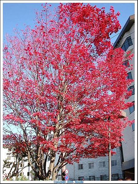 紅的像火一樣的楓葉，而且這一棵楓樹是正紅的時候