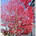 紅的像火一樣的楓葉，而且這一棵楓樹是正紅的時候