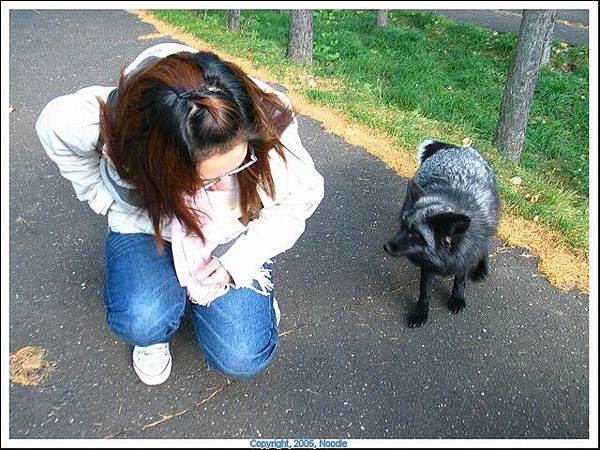 這邊是狐狸村可以餵狐狸，這些狐狸其實算是半野生半人工養