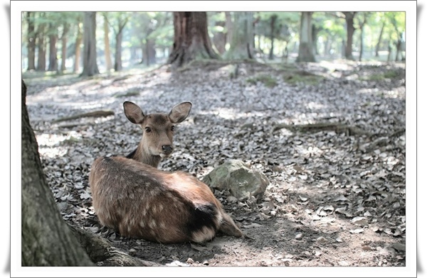 01奈良公園_鹿.jpg