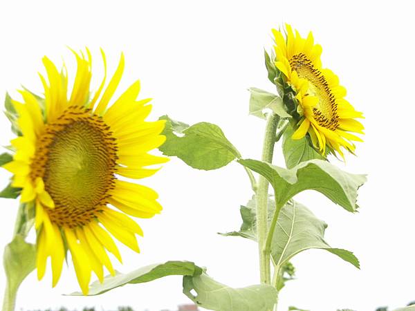 中壢景點推薦 中壢景點推薦