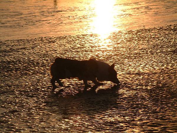 20130917-19夕陽小豬