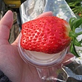 好大的草莓~
