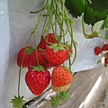 草莓們~3