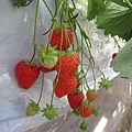 草莓們~4