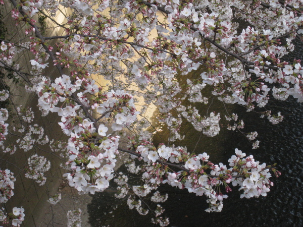 目黑川沿岸旁的櫻花~3