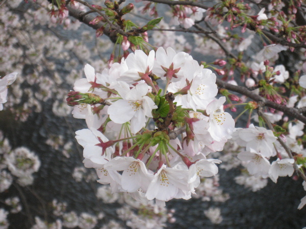 目黑川沿岸旁的櫻花~4