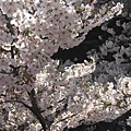 目黑川沿岸旁的櫻花~6