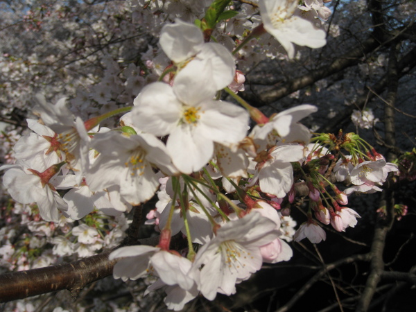 目黑川沿岸旁的櫻花~9