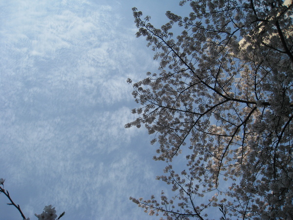 目黑川沿岸旁的櫻花~27