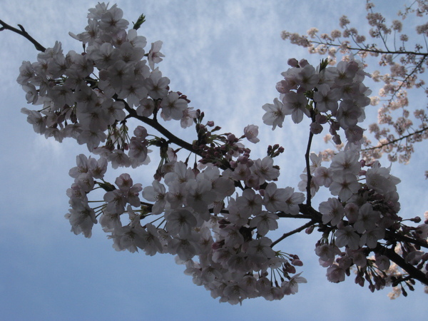 目黑川沿岸旁的櫻花~28