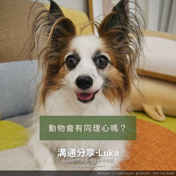 【Rouya動物溝通】溝通紀錄｜Luka｜關於動物的同理心